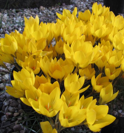 Crocus chrysanthus 'Goldene Sonne' 1132/20
